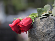 mini two red roses 4226983 by goranh pixabay pfarrbriefservice